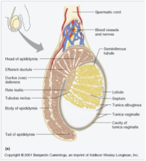 thick white capsule surrounding the testes|anatomy of the testicular cord.